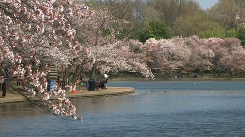 Narodowy Festiwal Kwitnących Wiśni w Waszyngtonie przyciąga rzesze turystów