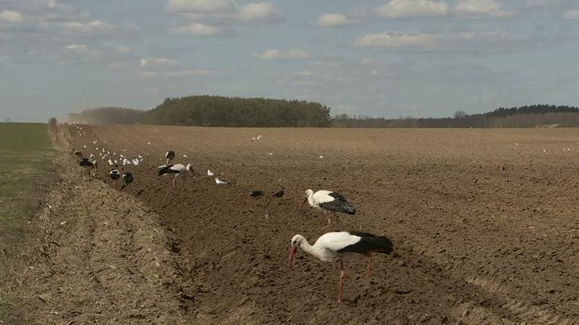 Skutki Wiosny Ludów W Europie Susza w Biebrzańskim Parku Narodowym. Katastrofalne skutki dla przyrody