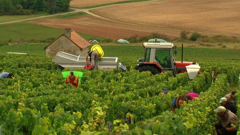 We Francji ruszyło winobranie. Eksperci mówią o doskonałych zbiorach