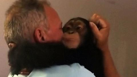 Wzruszające spotkanie szympansa i jego opiekunów